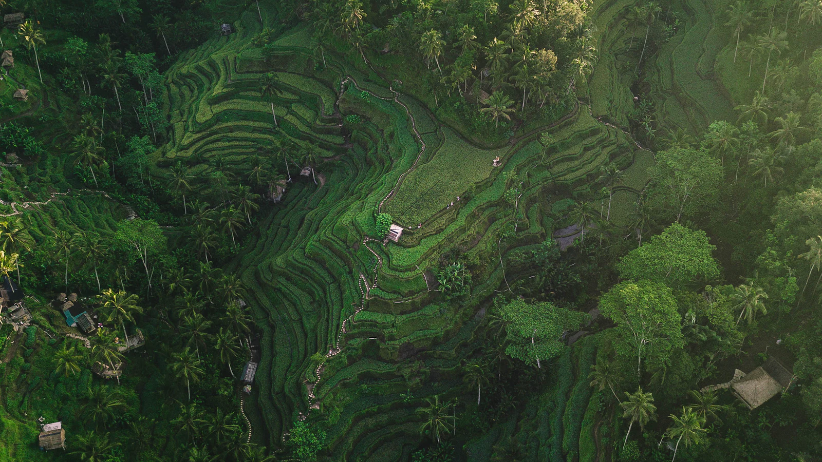 Green rice terraces in Tegallalang, Bali